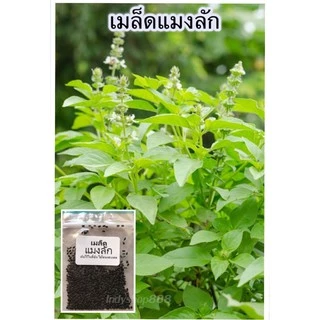 เมล็ดพันธุ์แมงลัก ผักสวนครัว คัดพิเศษ ปลูกง่าย ใช้พื้นที่น้อย ดูแลง่าย อัตรางอกสูง โตเร็ว 1000 เมล็ด [10 แถม 1 คละได้]