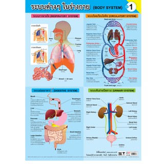 โปสเตอร์เรื่องระบบในร่างกายชุดที่1 #EP-536 โปสเตอร์พลาสติก PP คุณภาพดี สื่อการเรียนรู้