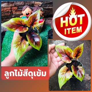 บอนสี(ลูกไม้สายดุสีเข้ม) ส่งต้นในภาพ ☘️🔥สินค้าตรงปก