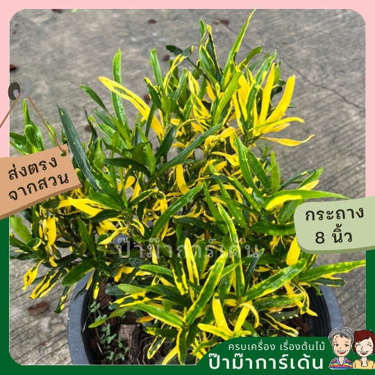 มุมมอง 2