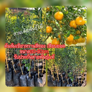 ส้มเขียวหวานสีทองเสียบยอดขนาด30-60cm รับประกันสายพันธุ์เเท้