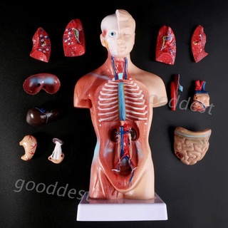 28cm Anatomy Model Human Torso Body Model Anatomical Medical Internal Organs For Teaching