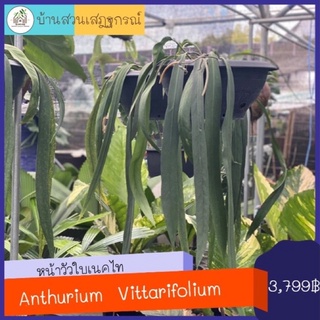 หน้าวัวใบเนทไทไซส์ใหญ่/หน้าวัวเนคไท/AnthuriumVittarifolium/Vittarifolium