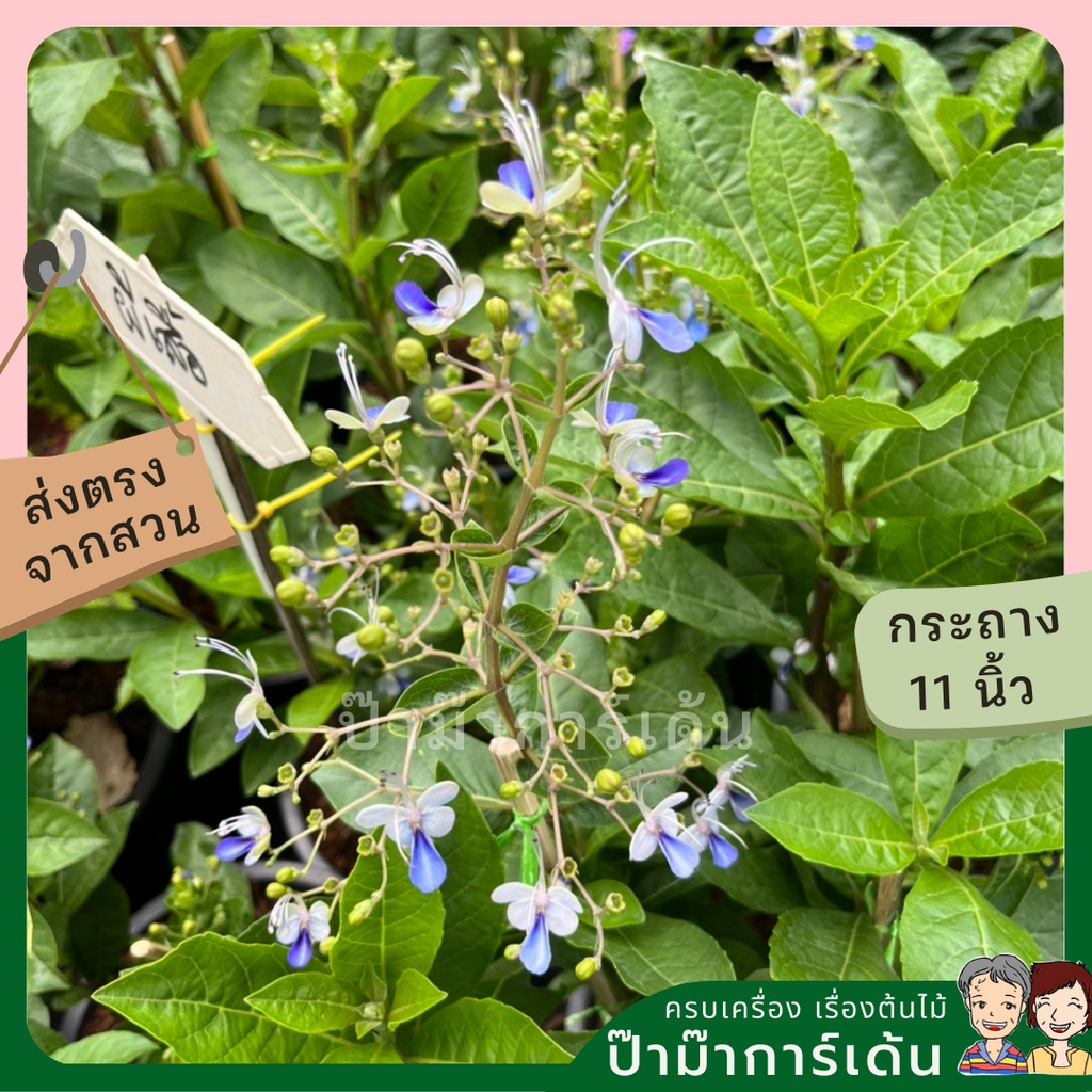 มุมมอง 5