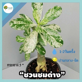 ชวนชมใบด่าง ราชินีหินอ่อน ชวนชมลายหินอ่อน ไม้ใบด่าง กระถาง5- 6 นิ้ว