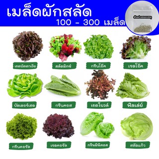 Local ฟาร์มสุข ☘  เมล็ดผักสลัด 🌈 ผักสลัด 100 - 300 เมล็ด เมล็ดพันธุ์ผักสลัด ไฮโดรโปนิกส์ อัตราการงอก 70-95%