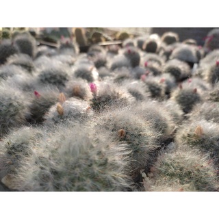 แมมขนแมว Mammillaria bocasana แคคตัส Cactus