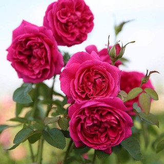 30 เมล็ด เมล็ดพันธุ์ ดอกกุหลาบ สีบานเย็น พันธุ์แคระ กุหลาบจิ๋ว Rose Seeds