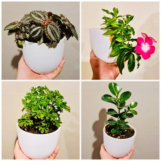 กระถางเซรามิก สีขาว 🌿🌵 กระถางต้นไม้เล็ก (set 2 ชิ้น กระถาง+จานรอง)