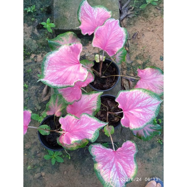 บอนสีหนุมานเข้าเฝ้าา