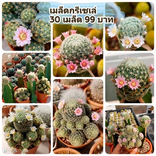 💥15 เมล็ด 59 บาท💥เมล็ดกรีเซเล่ แม่พันธุ์ตามรูป Mammillaria giselae 🌷รอบเก็บ 22/9/2022🐝