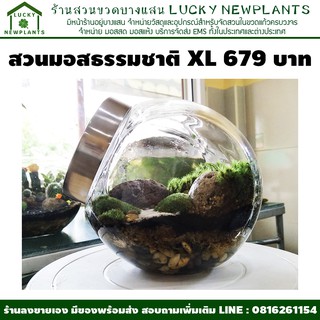 สวนมอสธรรมชาติ สวนขวดแก้ว DIY 679 บาท ไซต์ XL