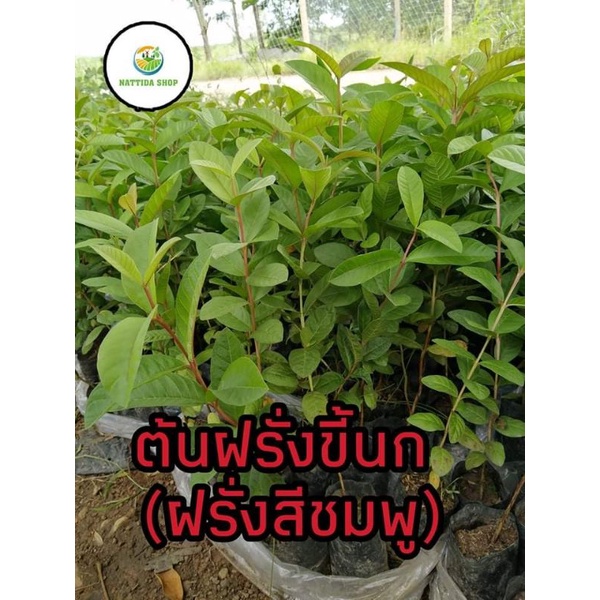 ต้นฝรั่งขี้นก ไส้แดง ฝรั่งขี้นกสีชมพู