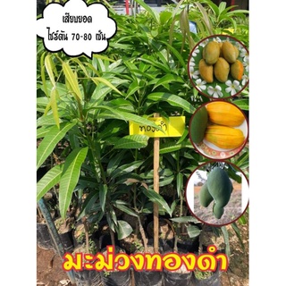 ต้นพันธุ์มะม่วงทองดำ