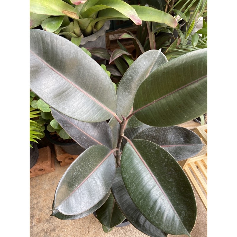 ต้นยางอินเดีย (Rubber Plant) ไม้ฟอกอากาศ ต้นไม้สุดชิค พร้อมกระถาง 9 นิ้ว (1ต้น/1แพค)