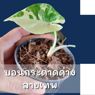 1 ต้น !Alocasia macrorrhizos ต้นบอนกระดาดด่างขาว จากต้นแม่ด่างแท้ จัดส่งพร้อมกระถาง 3 นิ้ว ไม้ด่างแท้รับประกันด่างลายเทพ