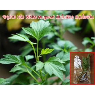 6 ต้น จิงจูฉ่าย หรือ White Mugwort ผักใบเขียว สมุนไพรจีน