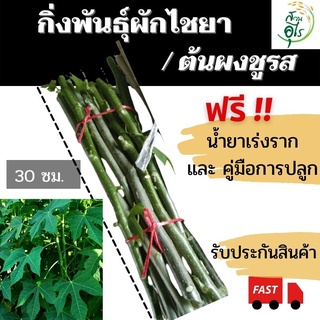 #กิ่งพันธุ์ไชยา 1มัด 20กิ่ง ยาว30cm แถมฟรี#น้ำยาเร่งราก#ต้นผงชูรส#คะน้าแม็คซิกัน#มะละกอกินใบ#จัดสวน#สมุนไพร#ต้นไม้#ปักชำ