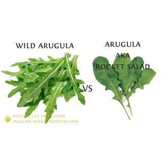 เมล็ด ผักสลัดร็อคเก็ต - Italian Cress Rocket Salad