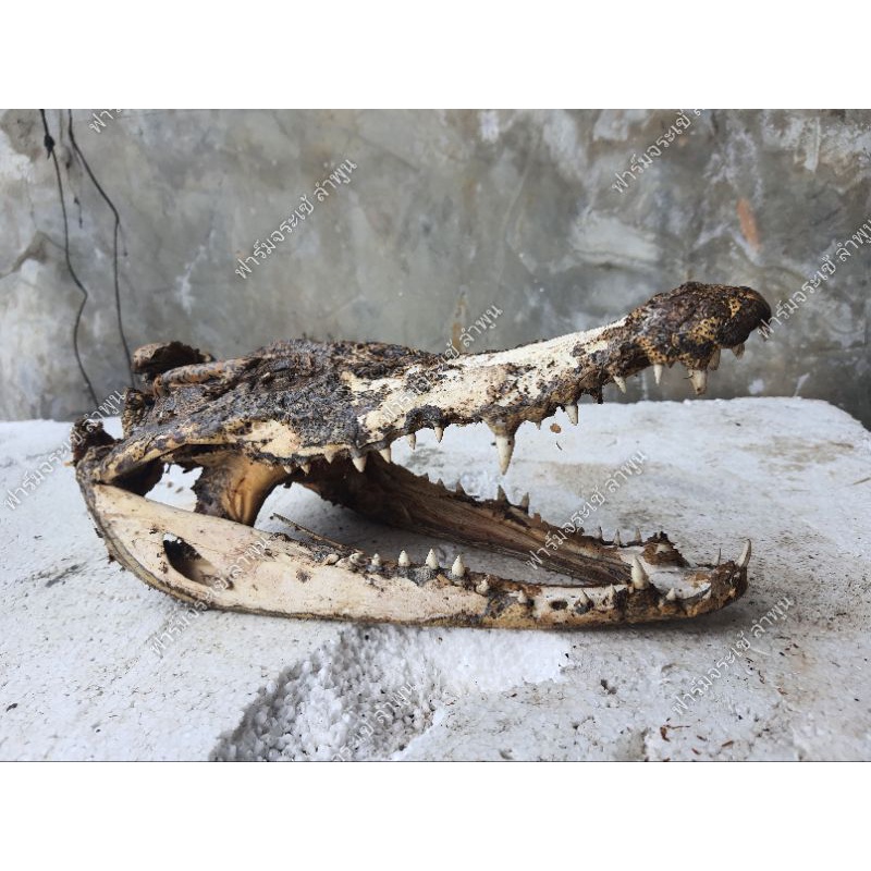 โมเดล กะโหลกจระเข้ ตามสภาพ โล๊ะสต๊อก Modell Skull Crocodile