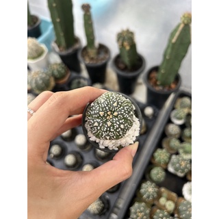 แอสโตรไฟตัม (Astrophytum super v) ไม้เมล็ด Size 3.5