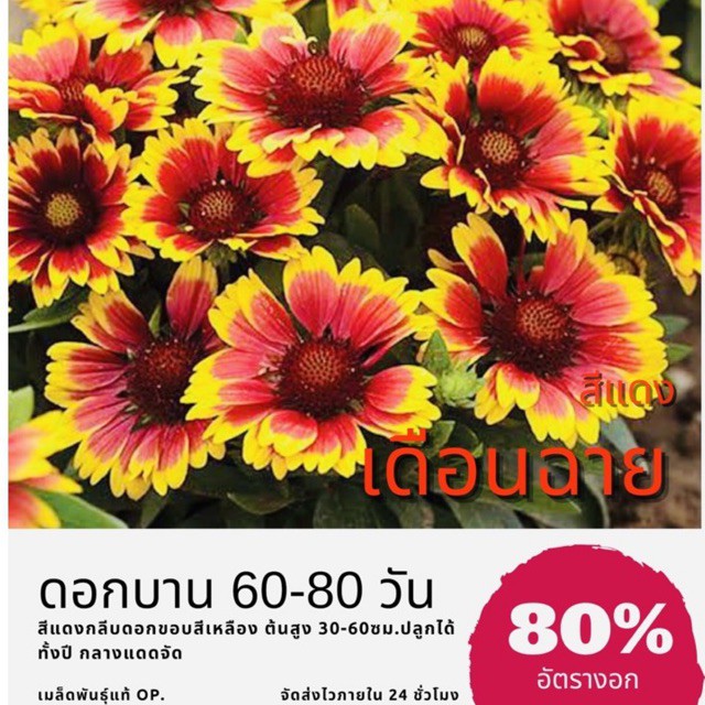 เมล็ดพันธุ์ ดอกเดือนฉายสีแดง 200 เมล็ด ดอกเดือนฉาย เดือนฉาย ปลูกง่าย ดอกสวยมาก(ซื้อ10แถม1) คละได้