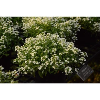 AGA SHOP อลิสซั่ม วันเดอร์แลนด์ ดอกไม้กินได้ หอมน้ำผึ้ง 100 เมล็ด (Alyssum)