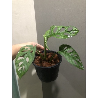 พลูฉลุยักษ์ ต้นไม้ฟอกอากาศ monstera adansonii พลูฉลุ