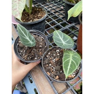 อโลคาเซีย แบล็คเวลเวท ใบกำมะหยี่ Alocasia Black Velvet เลือกต้นได้