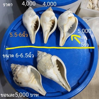 หอยสังข์ตายในทะเล 5.5-6.5 นิ้ว