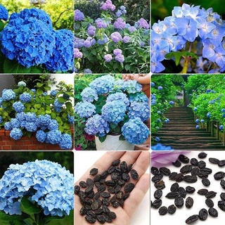 เมล็ดพันธุ์ ต้นไฮเดรนเจีย(Hydrangea)ดอกสีชมพู เมล็ดดอกไม้สวย 50 เมล็ด เมล็ดพันธุ์พืช เมล็ดดอกไม้ พรรณไม้ เมล็ดพันธุ์ผัก