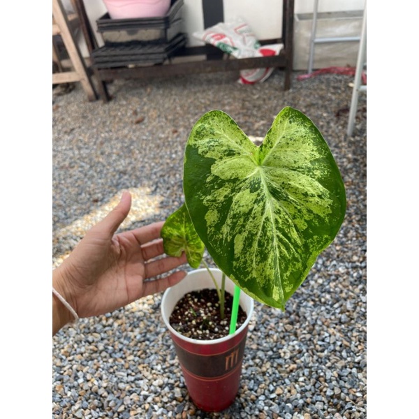 บอนสี กบในเครื่องปั่น กบปั่น Caladium Frog In A Blender แท้100% นำเข้าจากอเมริกา กบในโถปั่น (ไม่ใช่นางวารี)