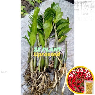 ZZ PLANT/WELCOME PLANT UPROOTED (SOLD PER STALKS WITH ROOT)玫瑰/园艺/香菜/通心菜/花园/生菜/裙子/头饰/鲜花/种子//กุหลาบ JLPM