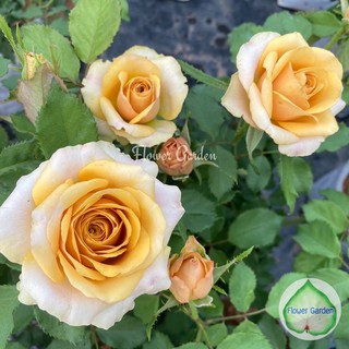 Flower Garden F430 กุหลาบ Golden Mustard rose (โกลเด้น มัสตาร์ด) *ติดดอก🏆สีทอง สวยหรู ดอกหอม กุหลาบพุ่ม