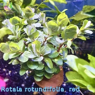 เกล็ดหอยแดงดิบ/โรทาลาโรทันดิโฟเลียแดง(พร้อมกระถาง)Rotala rotundifolia ‘rad’ ต้นไม้น้ำ