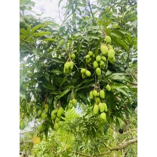 มะม่วงพิมเสนอ่อน 1กิโลกรัม85บาท