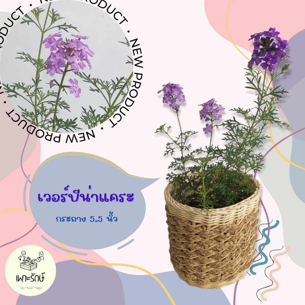ดอกเวอร์บีน่าแคระ Verbena #ไม้ดอกทานได้ ออกทั้งปี #F05
