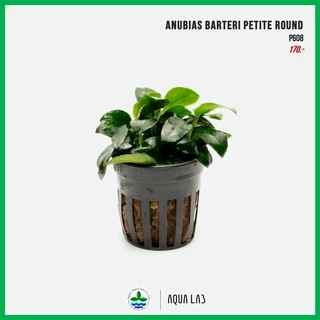 [APC] Anubias barteri petite round (อนูเบียสบาเทอรี่แคระใบกลม) [ไม้น้ำ - Aquatic Plants] P608/L680