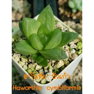 ฮาโวเทีย บัวแก้ว Haworthia cymbiformis มีบริการเก็บเงินปลายทาง