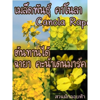 เมล็ดพันธุ์ คาโนลา คะน้าเดนมาร์ค 100 เมล็ดต้นทานได้ Canola RapeSeed เมล็ดแท้ นำเข้าจากต่างประเทศ ปลูกผัก สวนครัว