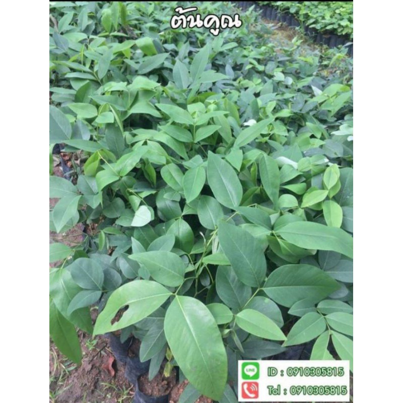 ต้นคูณ ราชพฤกษ์🌼 ดอกสีเหลือง🌼ขนาด20เซน ‼️หากเสียหายเครมฟรี ไม่มีค่าใช้จ่าย‼️