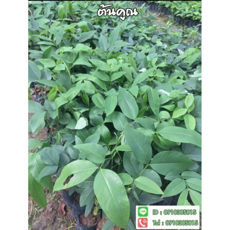 ต้นคูณ ราชพฤกษ์🌼 ดอกสีเหลือง🌼ขนาด20เซน ‼️หากเสียหายเครมฟรี ไม่มีค่าใช้จ่าย‼️