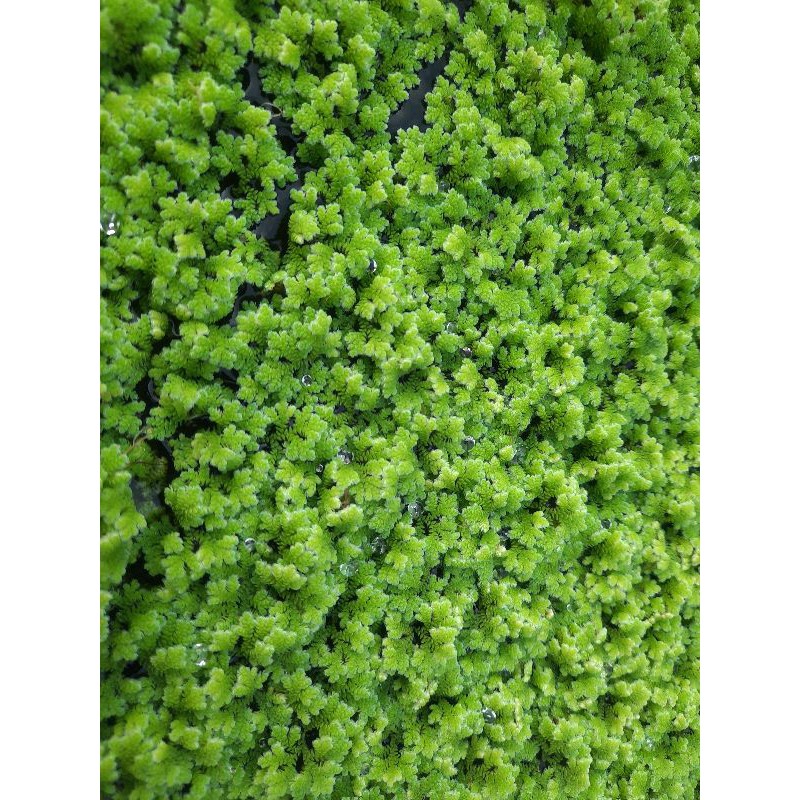 พันธุ์แหนแดงสด 200 กรัม (พร้อมส่ง) พันธุ์ Azolla microphylla