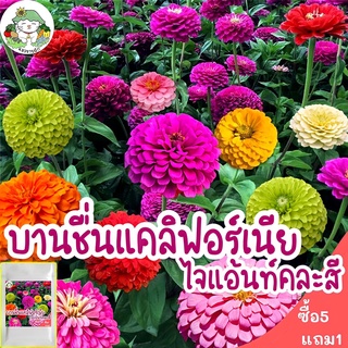 เมล็ดพันธุ์ ดอกบานชื่น คละสี Mixed Zinnia Flower 100 เมล็ด เมล็ดพันธุ์แท้ นำเข้าจากต่างประเทศ ปลูกง่าย ไม่กลายพันธุ์