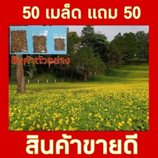 ถั่วบราซิล เมล็ดพันธุ์ **บรรจุ 50 เมล็ด แถม 50 เมล็ด**ปลูกแทนหญ้า ตกแต่งสวน กำจัดวัชพืช ทนแล้ง รักษาความชื้นในดิน