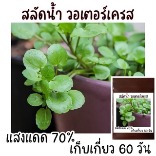 ขายดี สวนครัว/เมล็ดพัน​ธุ์​ วอเตอร์​เครส​แท้​ สลัดน้ำ​ 100-200 เมล็ด​  watercress/อินทรีย์ คละ สวนครัว ดอก