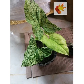 เงินไหลมาโมจิโต้​ Syngonium Mojito ต้นเงินไหล​โมจิโต้​ ต้นสวย​ รากเต็ม​กระถาง​