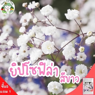 เมล็ดพันธุ์ ยิปโซฟิล่า สีขาว 200 เมล็ด White Gypsophila เมล็ดพันธุ์แท้ นำเข้าจากต่างประเทศ ปลูกดอกไม้ ยิปโซ ยิปโซฟิล่า