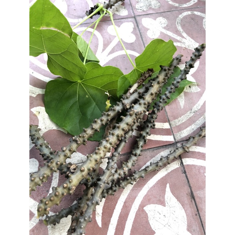 บอระเพ็ด ต้นพร้อมปลูก และกิ่งพันธุ์บอระเพ็ดสำหรับปลูก ( 5 กิ่ง ขนาด 15 ซ.ม)