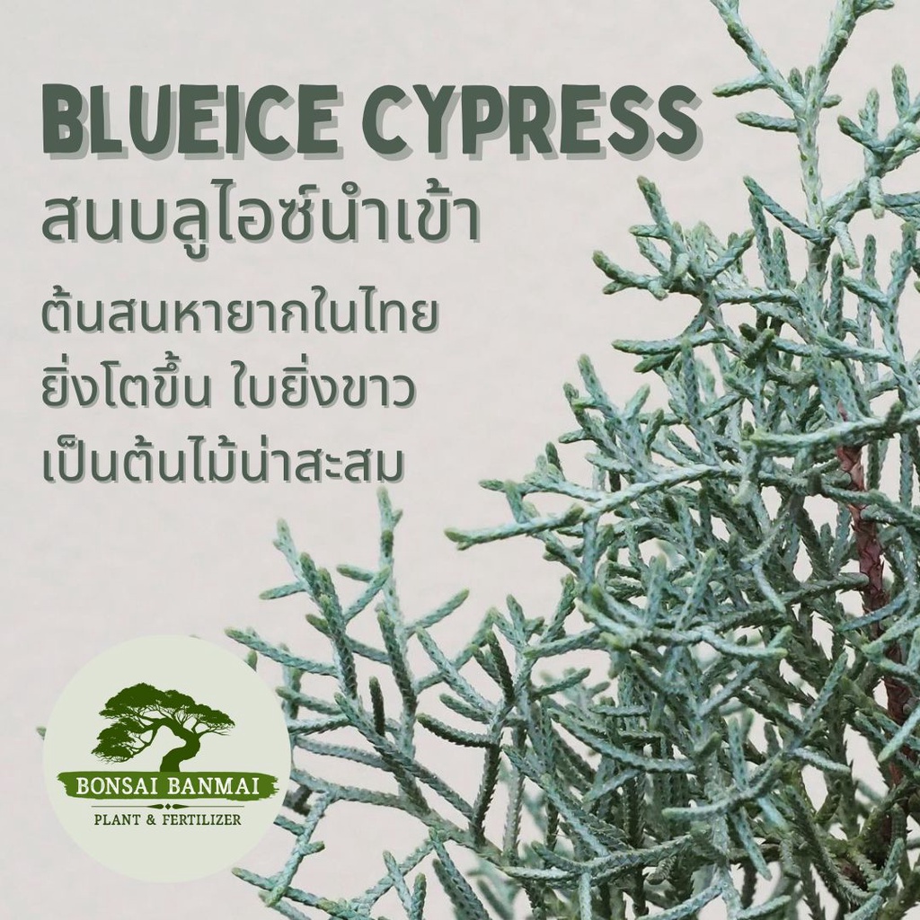 รายการ 102+ ภาพพื้นหลัง ต้นสนไซเปรส ราคา ใหม่ที่สุด